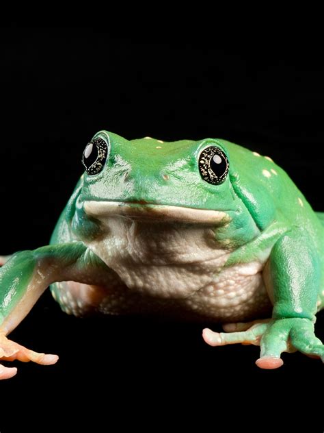 Mexican Dumpy Frog