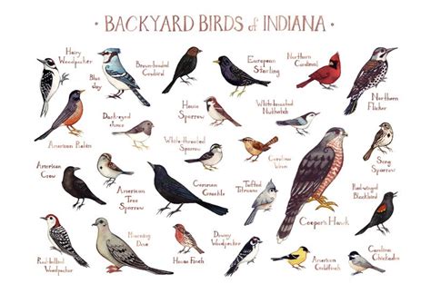 Indiana Backyard Birds Field Guide Art Print Watercolor