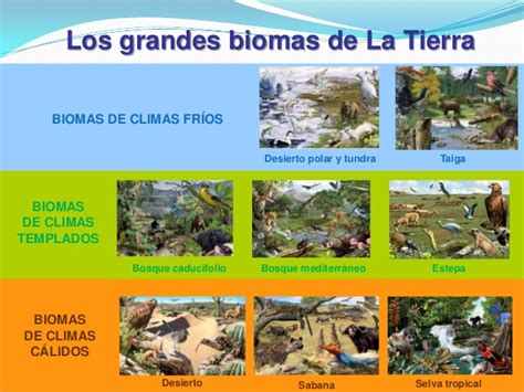 Search Results For Principales Tipos De Biomas Layarkaca