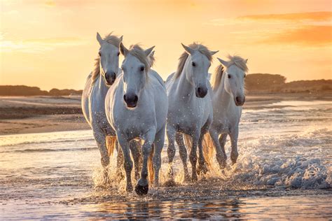 Breed Profile The Camargue Horse