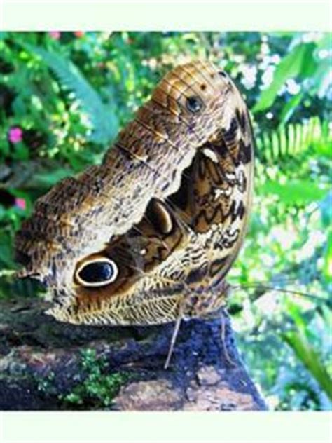 Caligo beltrao, the purple owl, is a butterfly of the family nymphalidae. Caligo beltrao | Animalandia.