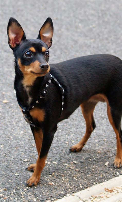 Small Dog Breeds Miniature Pinscher Moo Seat The Forest