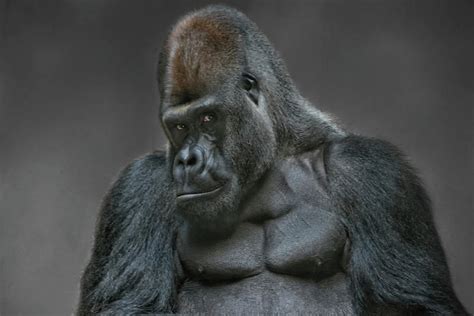 Huge Silverback Gorilla