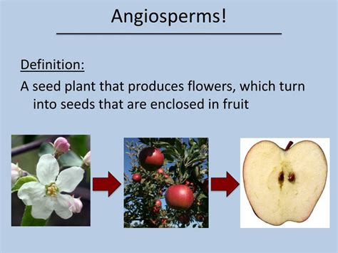 Ppt Gymnosperms And Angiosperms Powerpoint Presentation Free