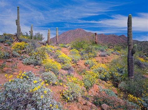 Arizona Wildflowers Stock Photos Pictures And Royalty Free Images Istock