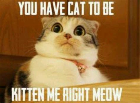 You Have Cat To Be Kitten Me Right Meow Funny Pictures Shocked Cat Crazy Cats