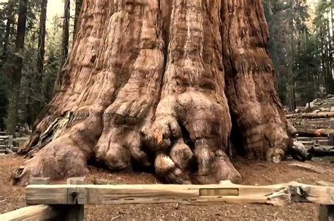 Descubre El árbol Más Grande Del Mundo