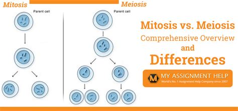 Mitosis Vs Meiosis Denis