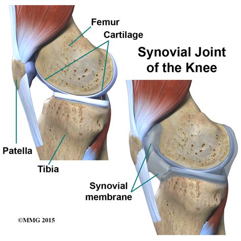 Knee Joint Diagram Labeled