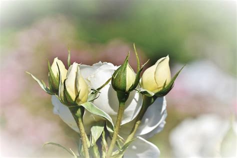 Rose Rosebud Bloom Free Photo On Pixabay