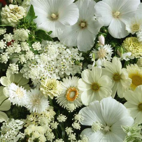 White Flowers Seeds White Wildflower Seed
