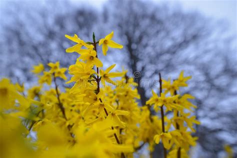 Blooming Forsythia Twigs With Yellow Flowers On A Bright Spring Day In