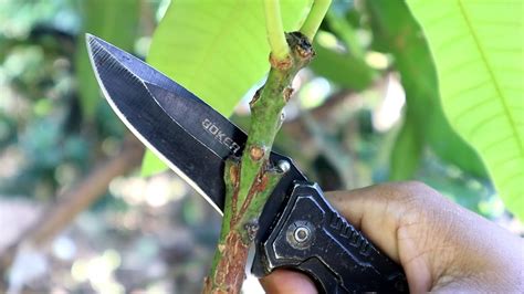 This Is Cleft Grafting Mango Tree Tutorial For Beginner Inspiration