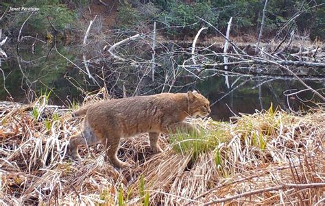 Bobcats And Beaver Ponds Winterberry Wildlife