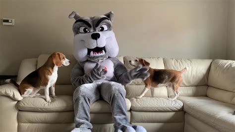 Beagles Vs Giant Dog Prank Funny Dogs Louie And Marie Youtube