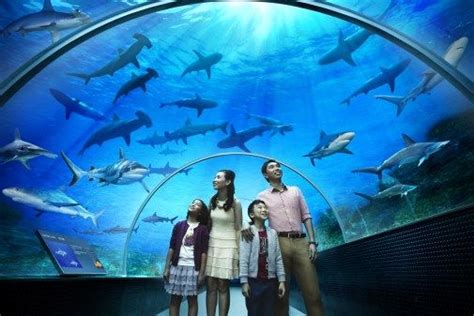 Sea Aquarium Worlds Largest Aquarium