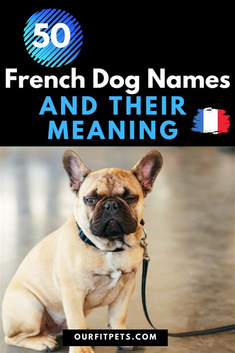 50 French Dog Names And Their Meaning Our Fit Pets French Dog Names