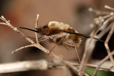 Bee Flies North American Insects And Spiders