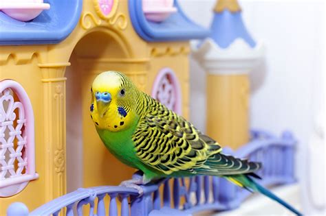 Toys Unsafe For Budgies Toys For Budgies Budgies Guide Omlet Uk