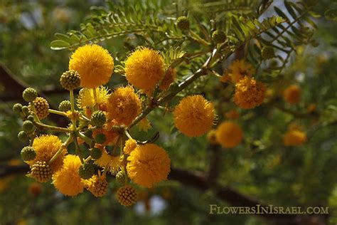Flowers In Israel Sweet Acacia