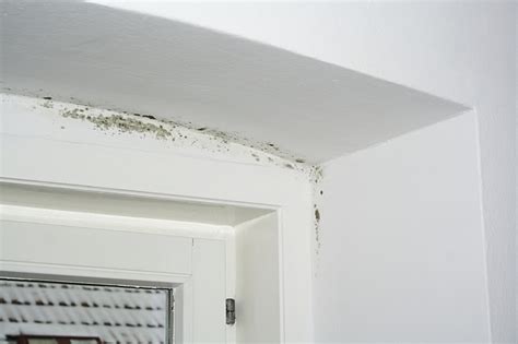 Man darf sich bei schimmelbefall auch nicht immer nur auf die wirkung der schimmelpilze beschränken. Welche Risiken bestehen bei Schimmel in der Wohnung ...