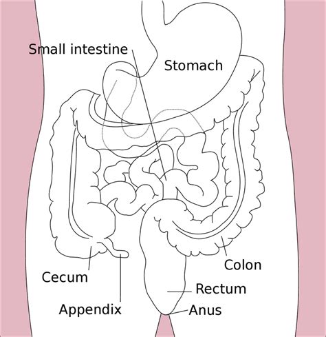 Gastrointestinal Tract Wikiwand