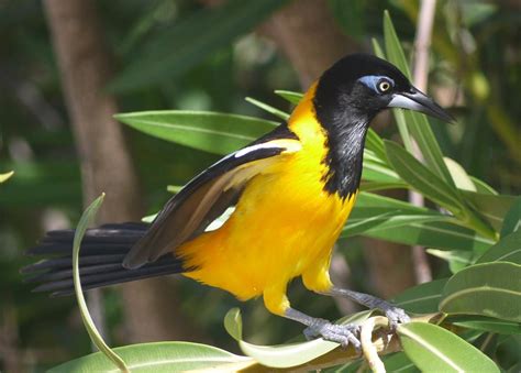 What Is The National Bird Of Venezuela 10000 Birds