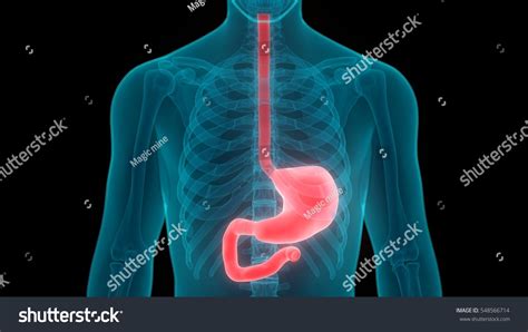 Human Digestive System Stomach Anatomy 3d Stock Illustration 548566714