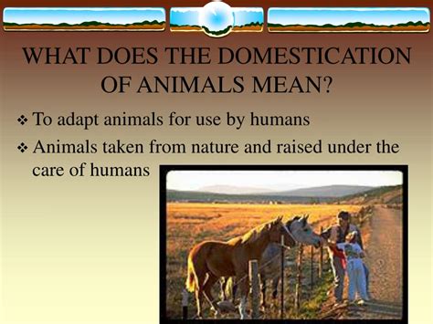 PPT - DOMESTICATION AND IMPORTANCE OF LIVESTOCK PowerPoint Presentation