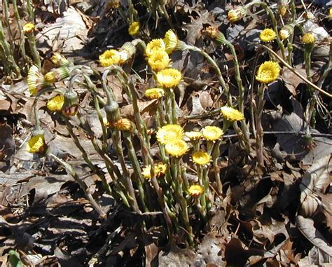 Late Coltsfoot Flowers And Dark Eyed Juncos