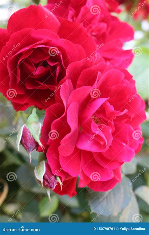 Beautiful Scented Pink Roses Bloom In The Garden Stock Image Image Of