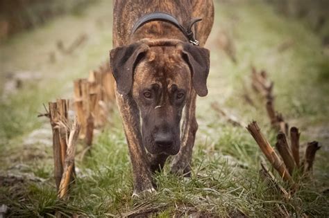 Gassireport Hundeblog Hundeurlaub Auf Dem Ponyhof Ist So Riechspannend