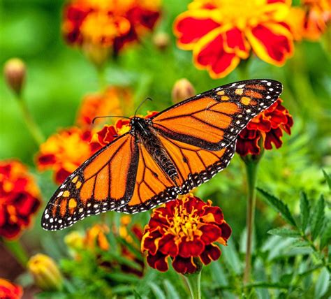 Monarch Butterfly Flowers You Should Grow Birds And Blooms