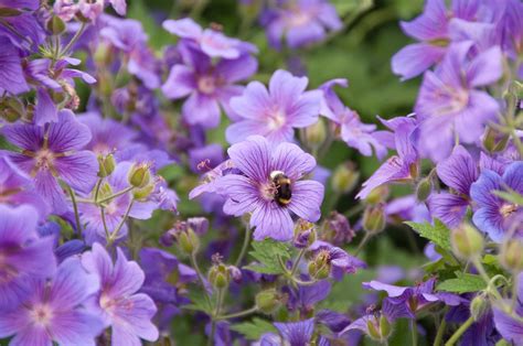 25 Remarkable Long Flowering Perennials Uk