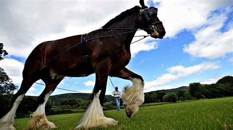 critically endangered horses horse spirit