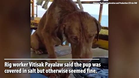Video Dog Found Swimming 135 Miles Offshore In Gulf Of Thailand Youtube