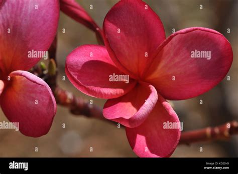 Frangipani Flowers Townsville Queensland Australia Stock Photo Alamy