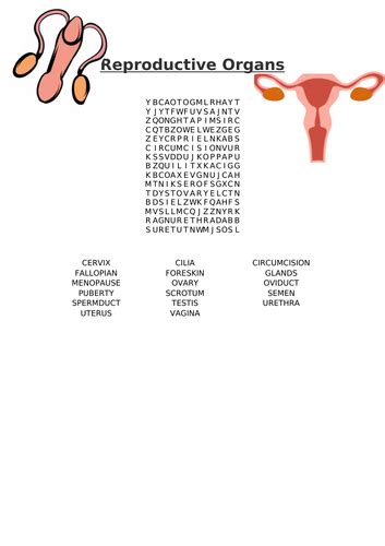 Reproductive Organs Word Search Teaching Resources