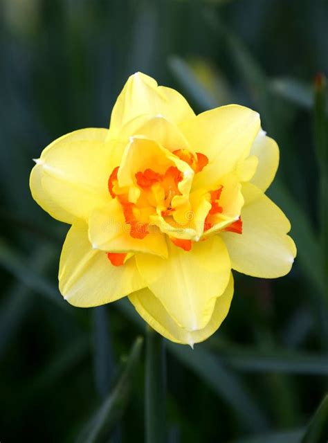 Yellow Narcissus Flower In Nature Close Up Stock Image Image Of