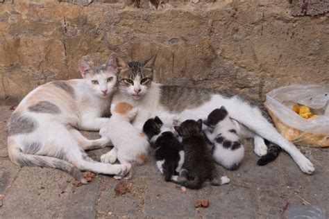 You spot them near a restaurant dumpster. Would You Help a Sick Cat Who's Feral or Stray? - Catster