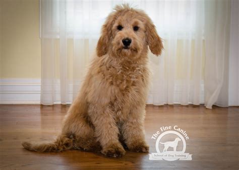 We are cindy and jeff suit, and we strive to produce puppies with the very best temperaments and personalities, and the health and overall condition of our puppies is a top priority. Evelyn (Evie) the 3 month old Goldendoodle puppy! | Puppy ...