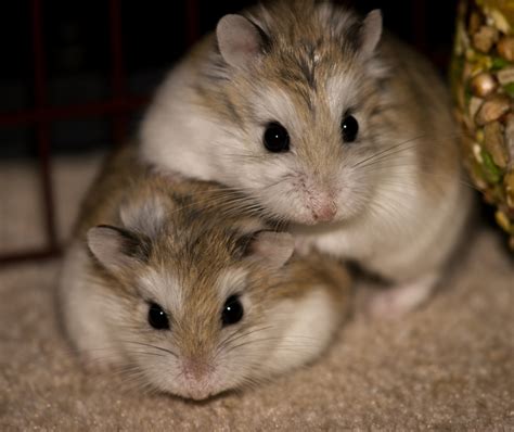 Brown Dwarf Hamsters