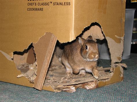 Cococardboard My House Rabbit