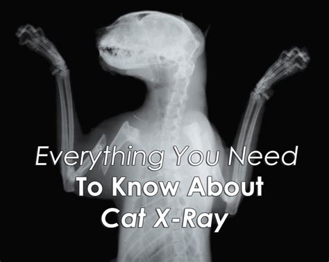 Everything You Need To Know About Cat X Ray Free Printable Animal X
