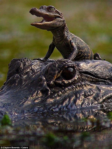 Baby Crocodiles And Alligators
