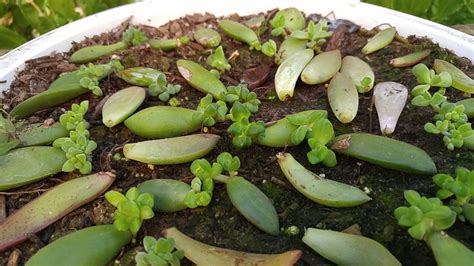 How To Care For A Succulent Plant Indoors Care Menia