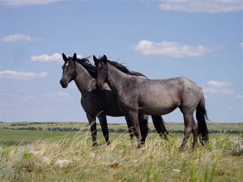 Filenokota Horses