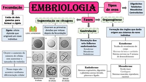 Mapa Conceptual De Embriolog A Gu A Para Entender El Desarrollo