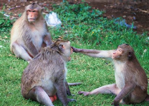 Monkeys Are Fun To Play Stock Image Image Of Park Rear 20397845