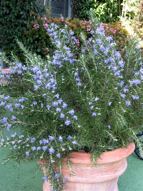 Roman Beauty Rosemary Plants Container Plants Container Gardening
